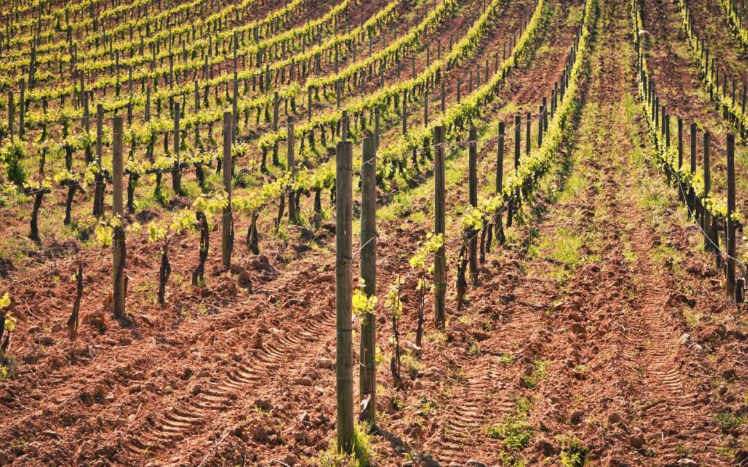 Vineyard rows showing uniform field appearance despite potential differences in soil conditions and root zone variability affecting precision irrigation decisions