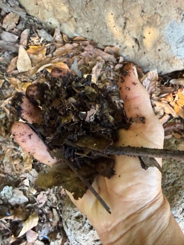 The dirt beneath the surface -- still wet, six days after irrigating.