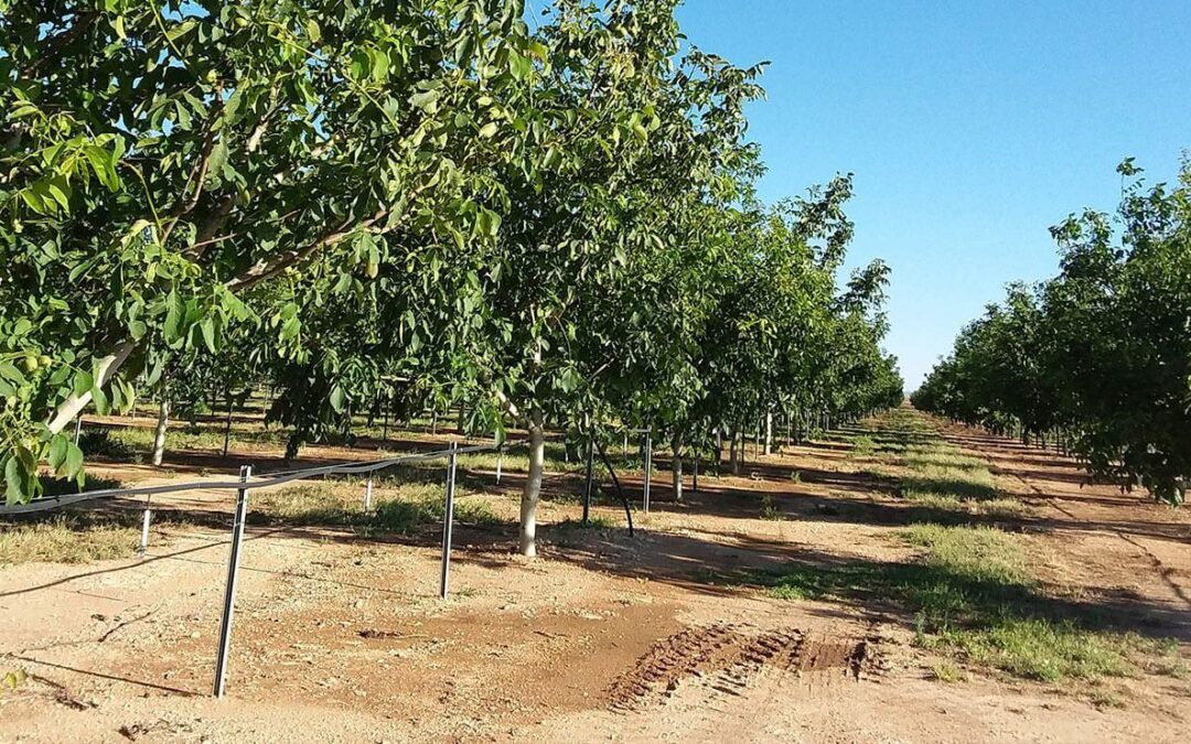 Tree rows in an orchard with dry summer soil and irrigation lines
