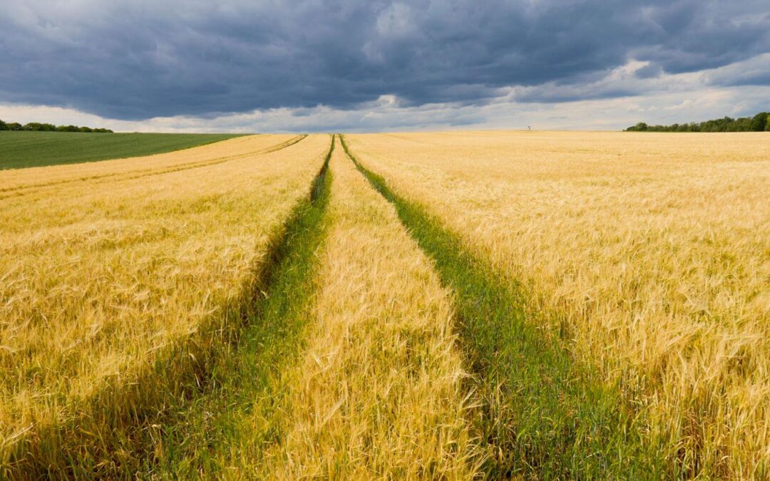 Healthy agricultural field beneath dramatic storm clouds illustrating agricultural weather volatility.