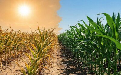 Agricultural Weather Volatility: Why Adaptability Matters More Than Ever