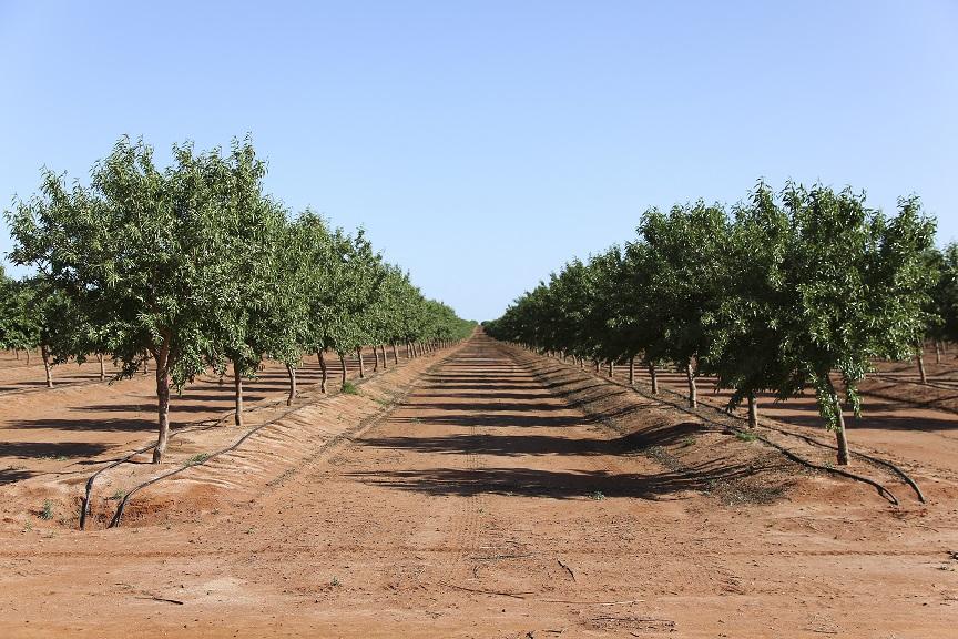 Almond orchard rows with drip irrigation lines during the growing season