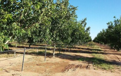Why Summer Is the Most Critical Time for Irrigation Decisions in Tree Crops