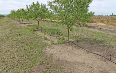 Why Is One Part of My Field Drier Than the Rest?