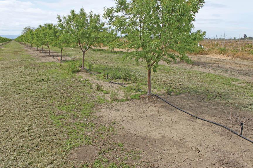 Why Is One Part of My Field Drier Than the Rest?
