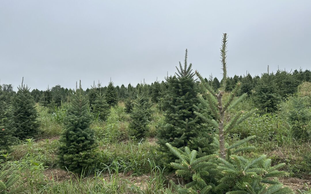 Young Christmas trees growing in a field