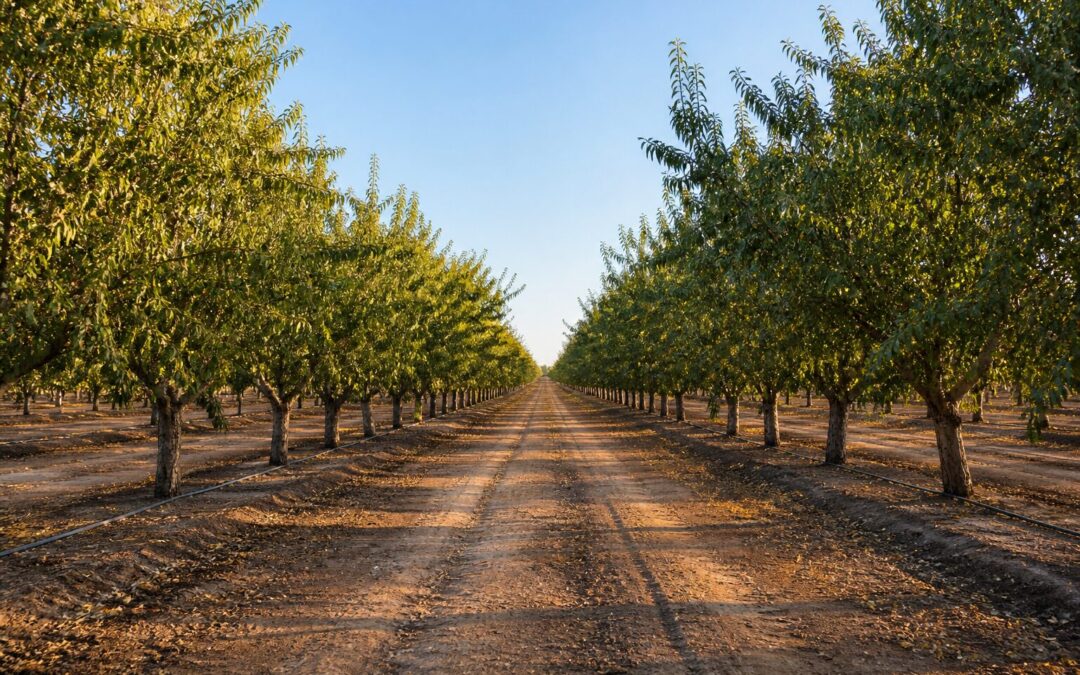 Almond orchard rows with drip irrigation tubing after harvest, late-afternoon light