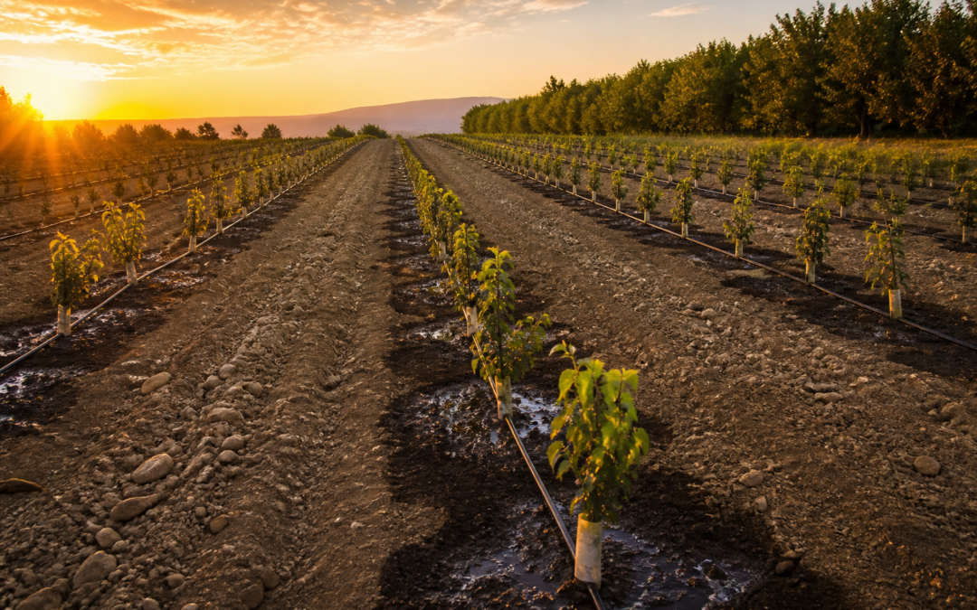 Young orchard rows on drip irrigation with wet soil at each tree and dry soil between rows