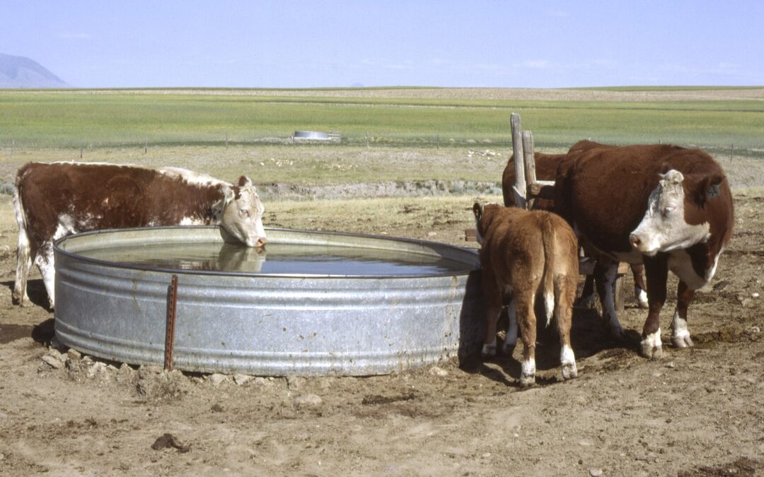 Galvanized circular stock tank with cattle drinking in an open pasture under clear sky