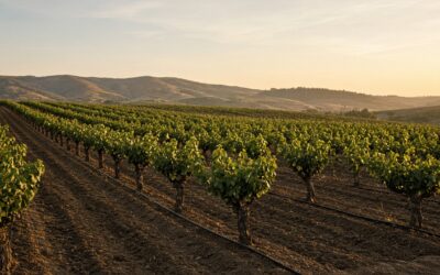Smart Irrigation System in Agriculture: What It Means Before You Buy